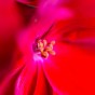_DSC5590
