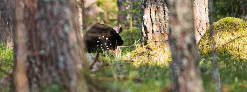 Tjäder (Tetrao urogallus) Nikon D800 200-400/4, 400mm, ISO1250,f4, s1/200