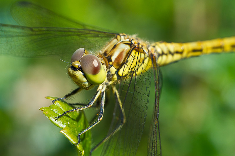 Trollslända Nikon D3S 60mm f/2.8D AF Micro NIKKOR