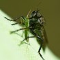 Vet ej vad det är! Nikon D3S 60mm f/2.8D AF Micro NIKKOR  (Handhållet)