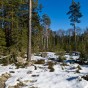 Tjäderskogen  Nikon D3s 24-70/2,8, 24mm, ISO200, s1/800sek, f/8,