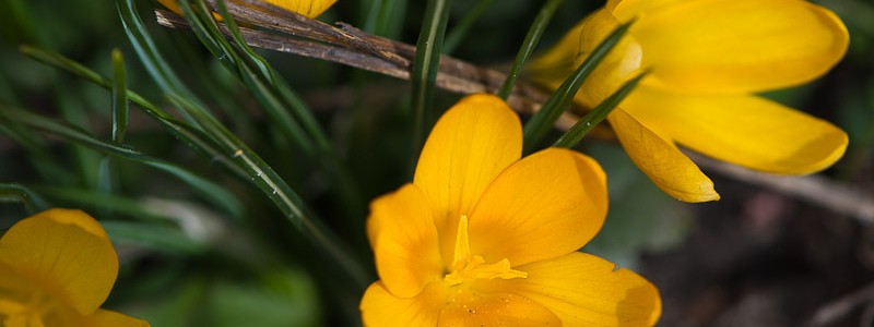 _PEL1760