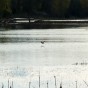 _PEL2972