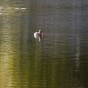 _PEL2994