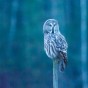 Lappuggla Nikon D3s Nikkor 200-400 Konverter 1,4 550mm F5,6 S1/13 ISO 102400 Handhållet
