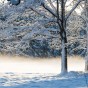 _PEL6244
