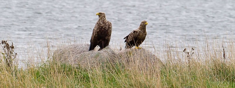 Havsörnar