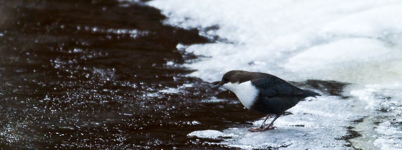 _PEL7497