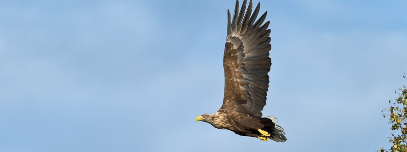Havsörn Nikon D3s Nikkor 200-400/4 ISO 800, 400mm, f4.0, s1/5000sek
