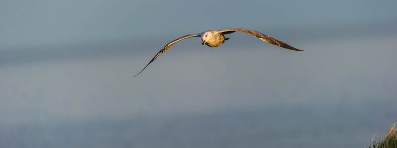 _PEL8641