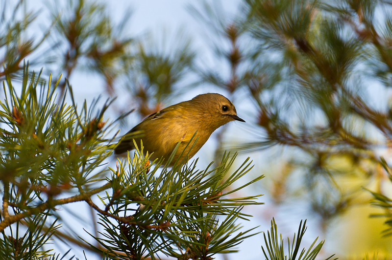 Kungsfågel D3s Nikkor 200-400/4, ISO 1600, 400mm, f4, s1/1600sek