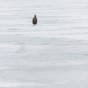 Havsörn en bra bit ut på isen!